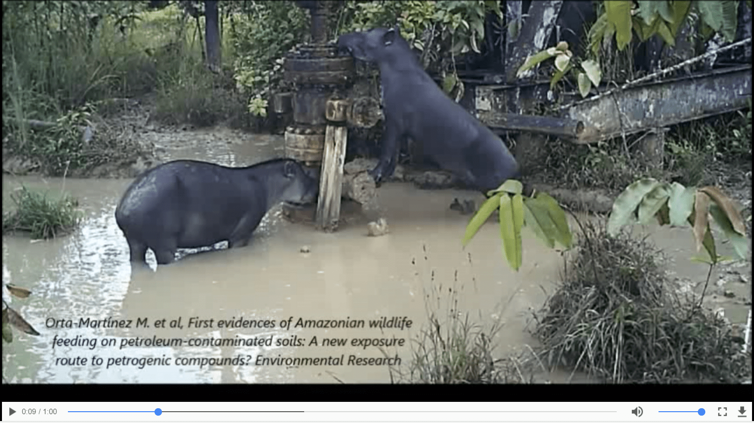 The following is the Supplementary material related to this article Video 1.